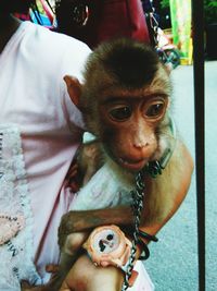 Close-up portrait of monkey