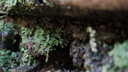 Close-up of moss growing on tree trunk