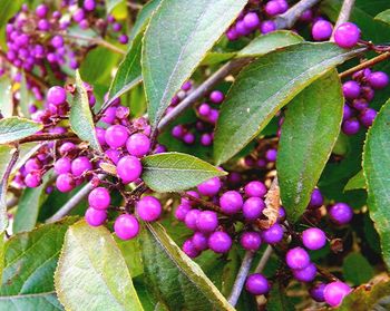 Close-up of purple flowers