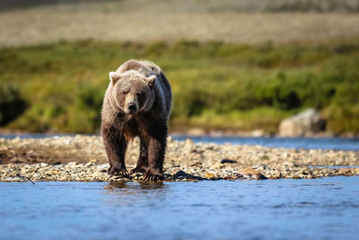 Bear on riverbank