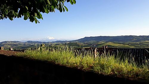 Scenic view of agricultural field against clear sky