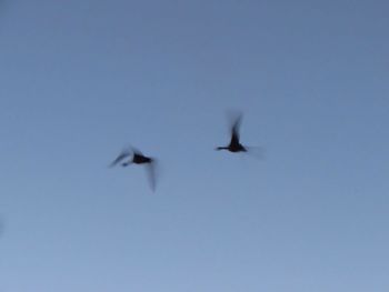 Bird flying over water