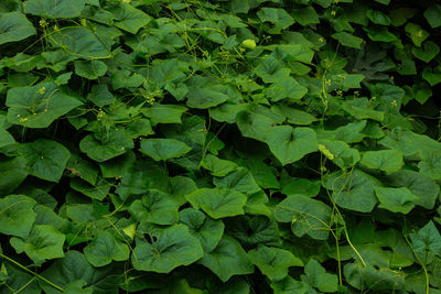 Full frame shot of fresh green leaves