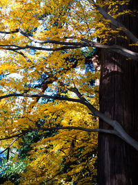 Low angle view of autumnal trees