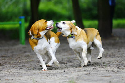 Two dogs on land