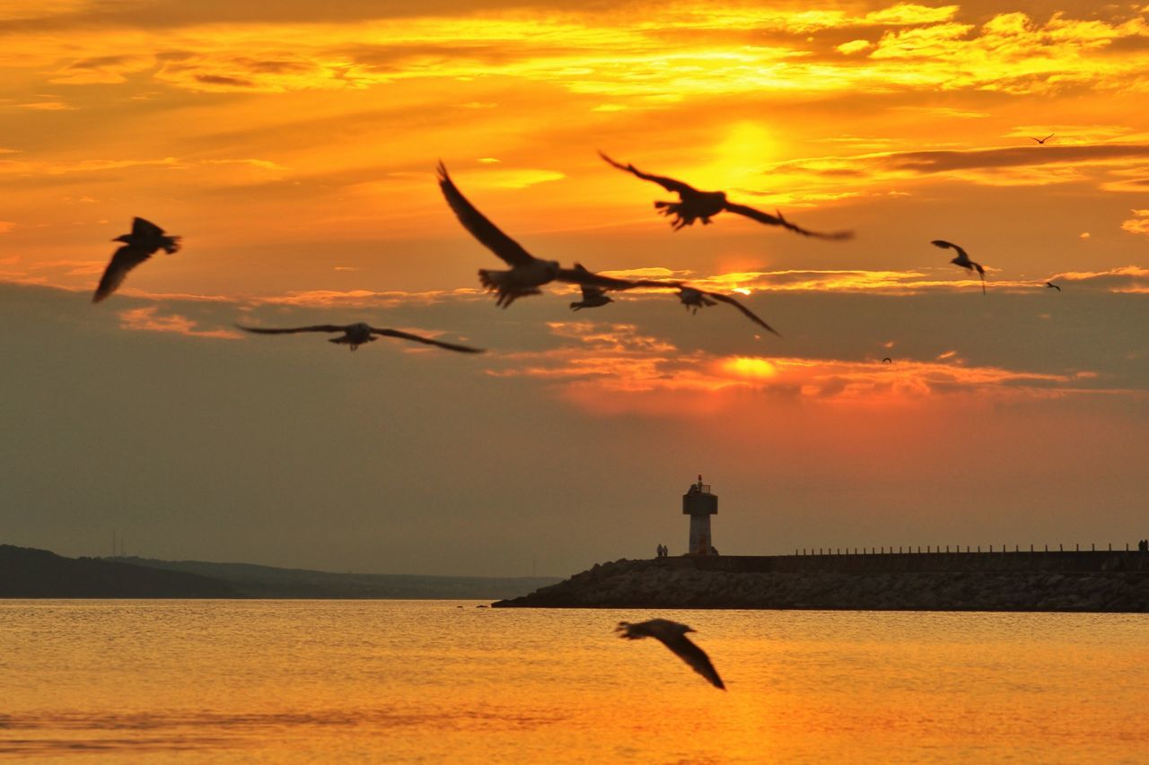 sunset, bird, animal themes, flying, water, animals in the wild, sky, wildlife, orange color, silhouette, sea, scenics, beauty in nature, tranquil scene, sun, tranquility, nature, cloud - sky, flock of birds, idyllic