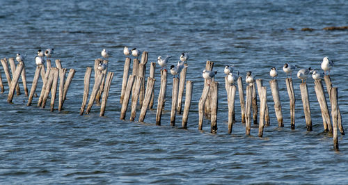 Wooden posts on beach