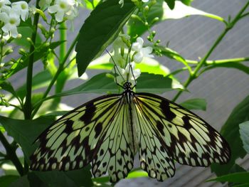 Close-up of butterfly perching on leaf