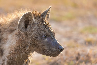 Close-up of a hyaena 