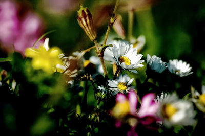 Close-up of flowers blooming outdoors