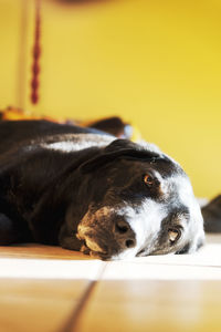 Close-up of black dog