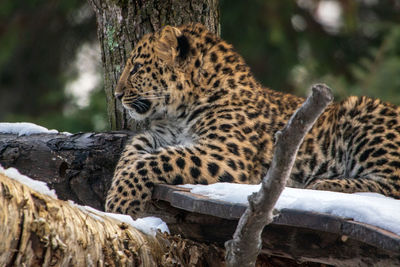 View of panther resting on tree trunk