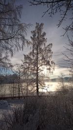 Bare trees against sky at sunset