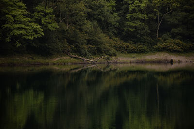 Scenic view of lake in forest