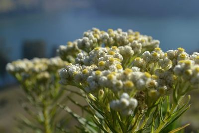 Close-up of white flowering plant