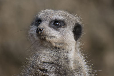 Close-up of meerkat looking away