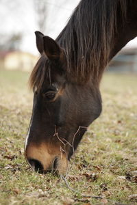 Close-up of a horse on field