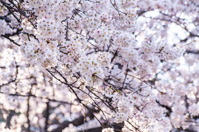 Close-up of cherry blossom