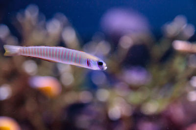 Close-up of fish swimming in sea