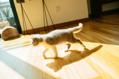 High angle view of a cat on hardwood floor