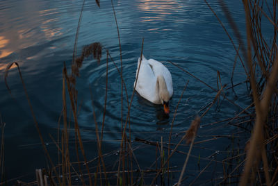 High angle view of swan swimming in lake