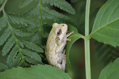 Close-up of plant