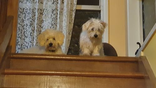 Portrait of dog by railing at home