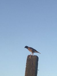 Low angle view of bird perching on wooden post