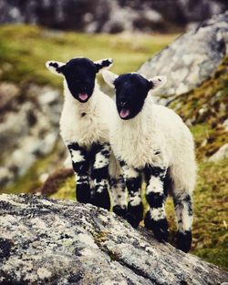 Portrait of sheep on rock