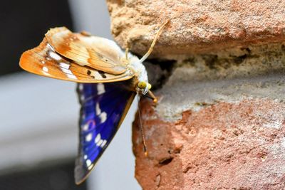 macro photography