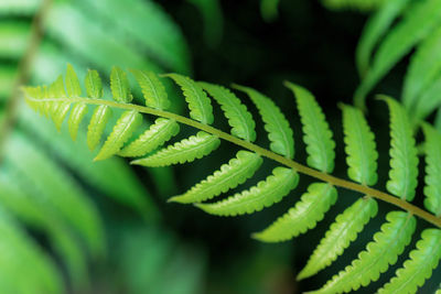Close-up of fern