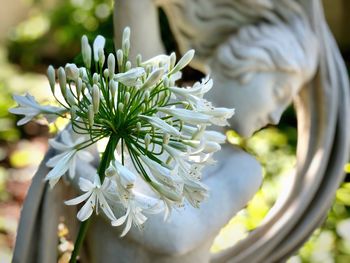 Close-up of white flowering plant