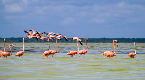 Flock of birds in lake