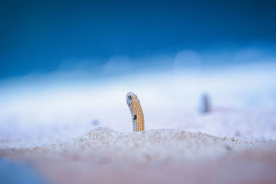 Close-up of an animal on beach