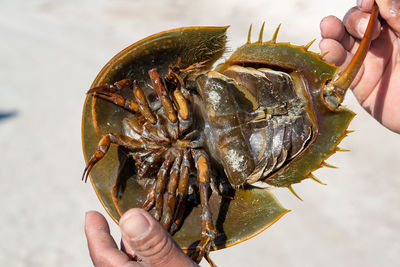 Cropped hands of man holding horseshoe crab