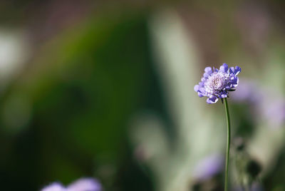 Close-up of purple flowering plant