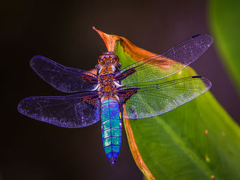 Close-up of dragonfly on leaf against blurred background