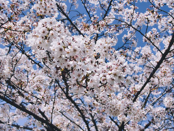 Low angle view of cherry blossom tree