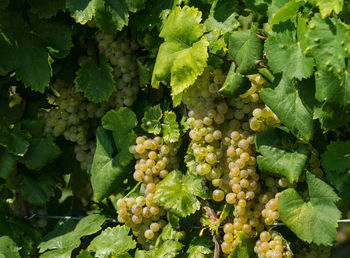 Full frame shot of prosecco grapes growing on plant