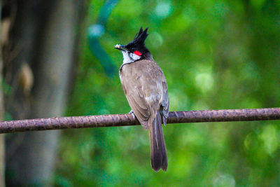 Close-up of bird perching on branch