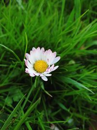 Close-up of white flower in field