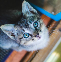 Close-up portrait of cat