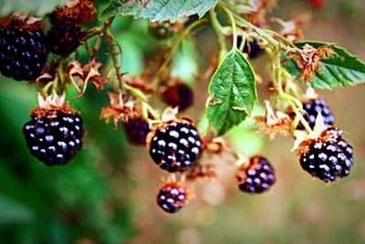 Close-up of berries on plant