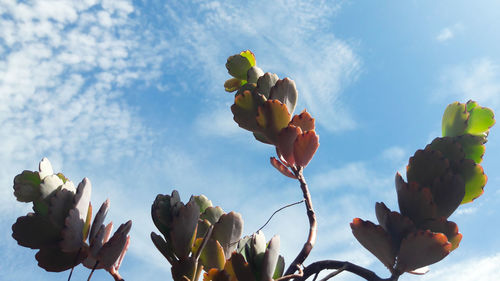 Low angle view of flowering plant against sky