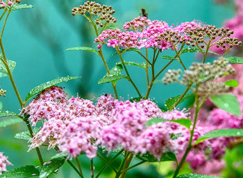 Close-up of pink flowering plant
