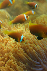 Close-up of fish swimming in sea