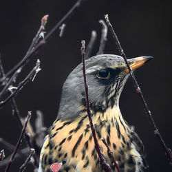 Close-up of bird perching outdoors