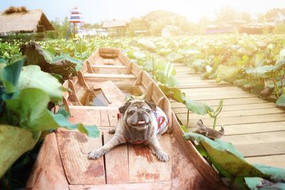View of a dog sitting on wood