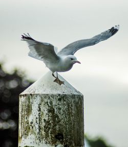 Close-up of bird perching on wooden post