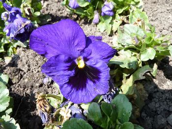 High angle view of purple flowers blooming on field